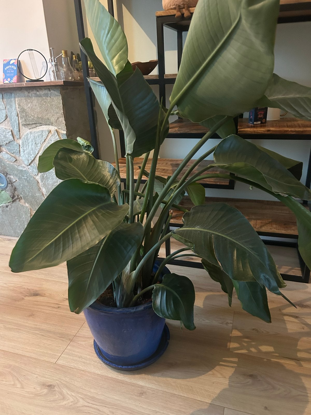 Grote Strelitzia Nicolai in blauwe pot, Huis en Inrichting, Kamerplanten, Ophalen, 100 tot 150 cm, Overige soorten, In pot