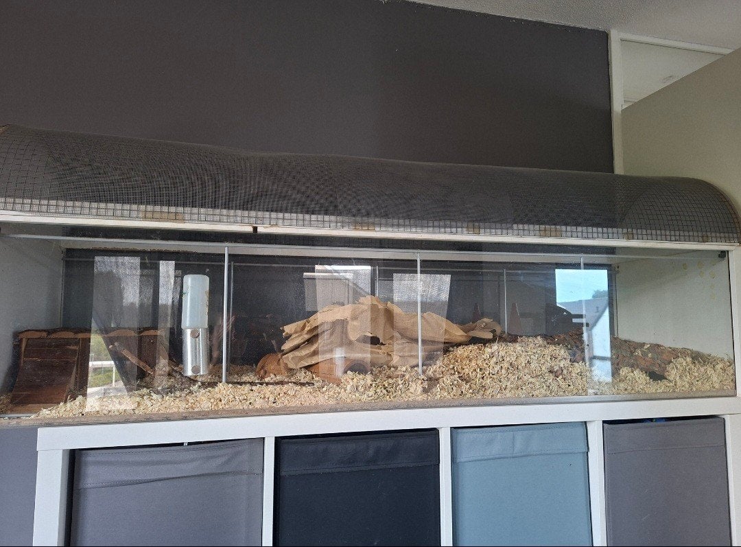 Groot knaagdierverblijf ikea detolf vitrine kast, Chinchilla, Hok, Ophalen, Minder dan 60 cm