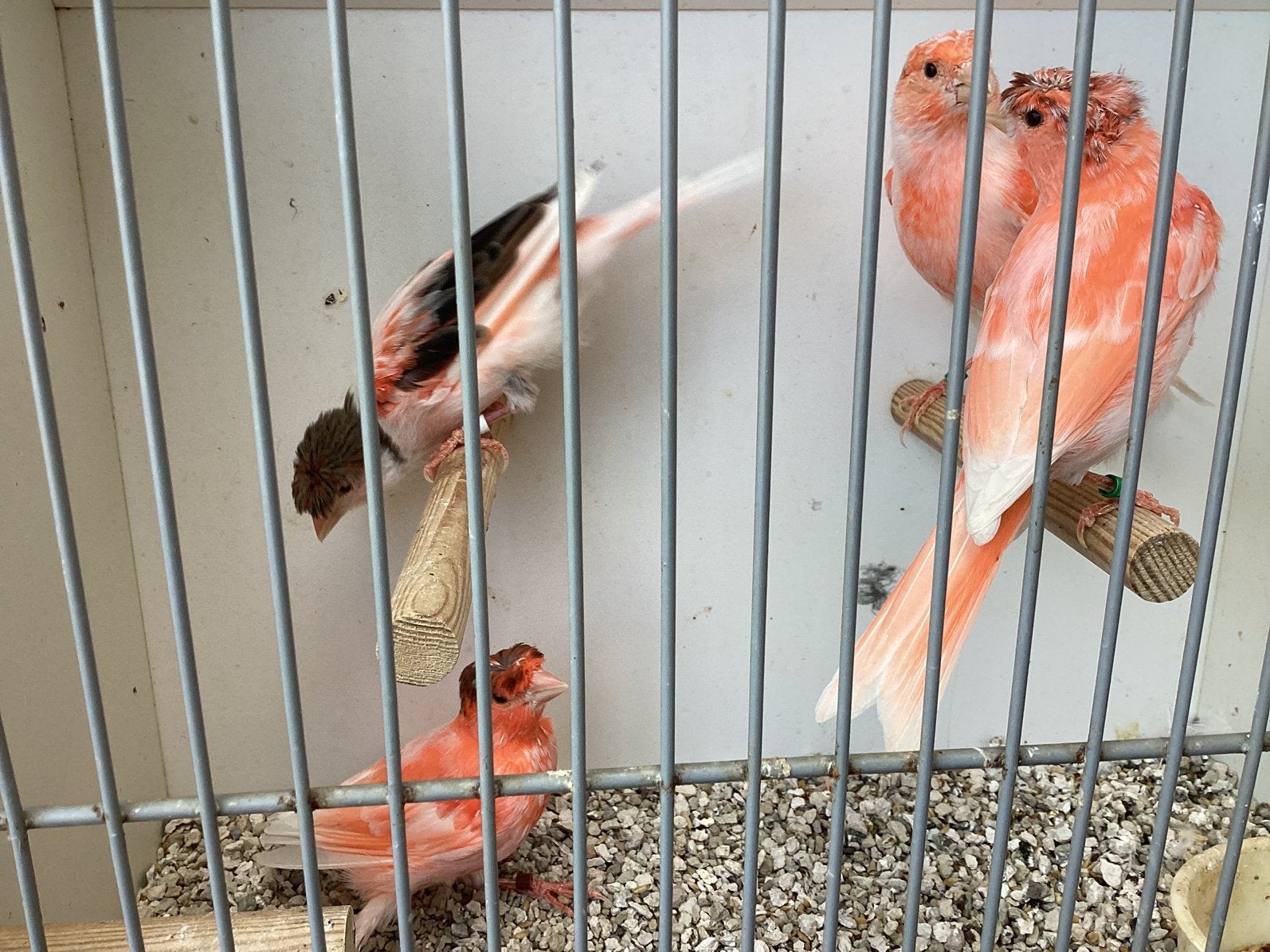 Te koop vier harlekijn mannen, Mannelijk, Kleurkanarie