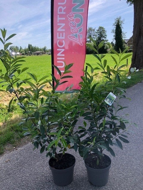 PRUNUS CAUCASICA, LAURIER, VOOR € 9,95 P.ST. volle planten, Tuin en Terras, Planten | Struiken en Hagen, Ophalen, Laurier, Haag