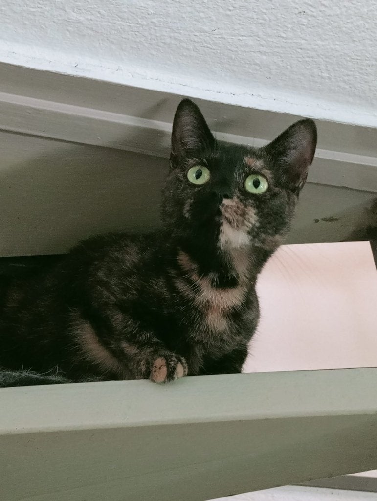 Goed huis gezocht voor 2 poezen, Poes, Kortharig, 3 tot 5 jaar