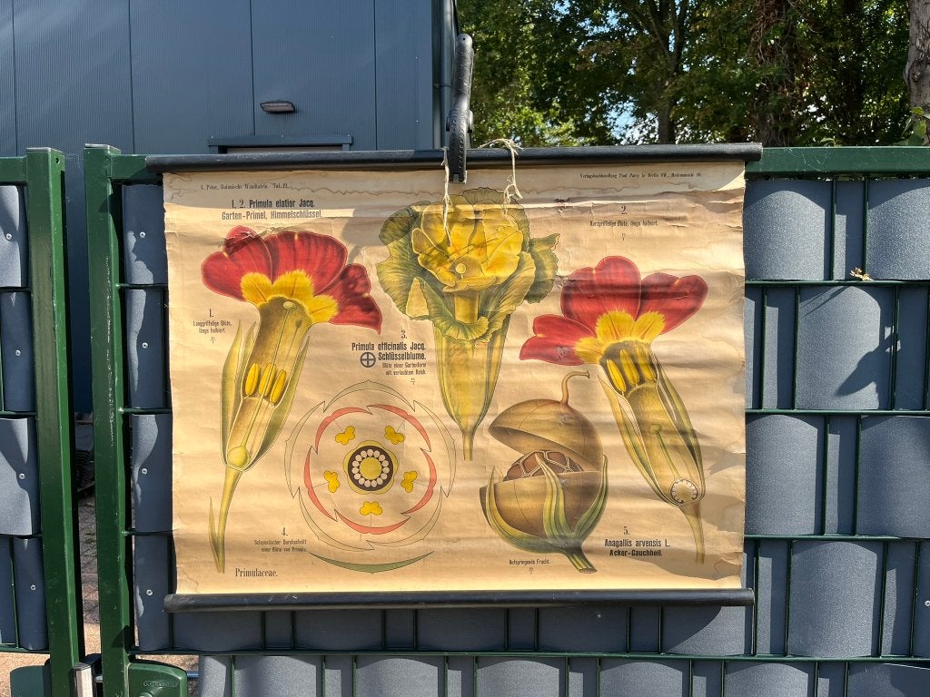 Schoolplaat Botanische planten, Antiek en Kunst, Ophalen of Verzenden, Natuur en Biologie