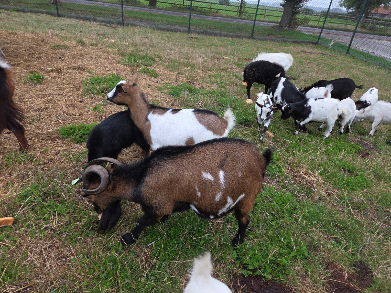 gecastereerde geitenbok, Dieren en Toebehoren, Schapen, Geiten en Varkens, Vrouwelijk, Geit