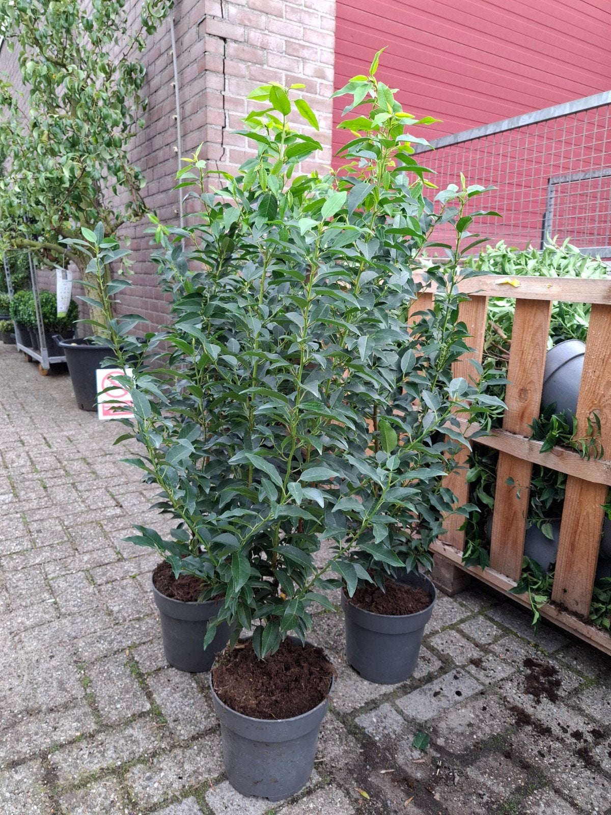 portugese laurier mooie grote planten, Ophalen of Verzenden, Laurier, Minder dan 100 cm