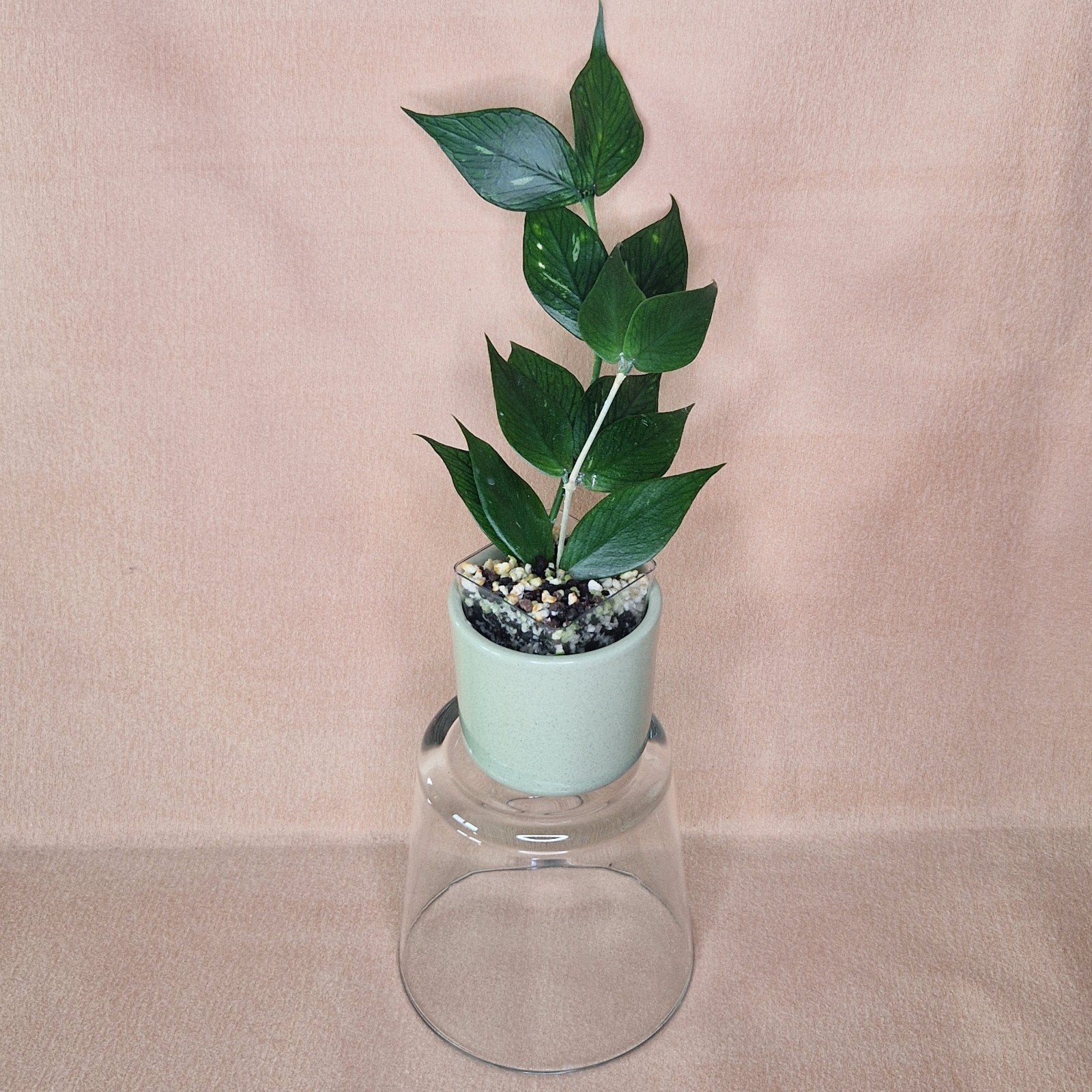 Hoya Polyneura 2, Huis en Inrichting, Verzenden, Overige soorten, Halfschaduw, Minder dan 100 cm