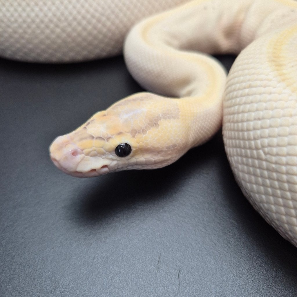 enchi ivory pb. p. regius Ball Python photo 3