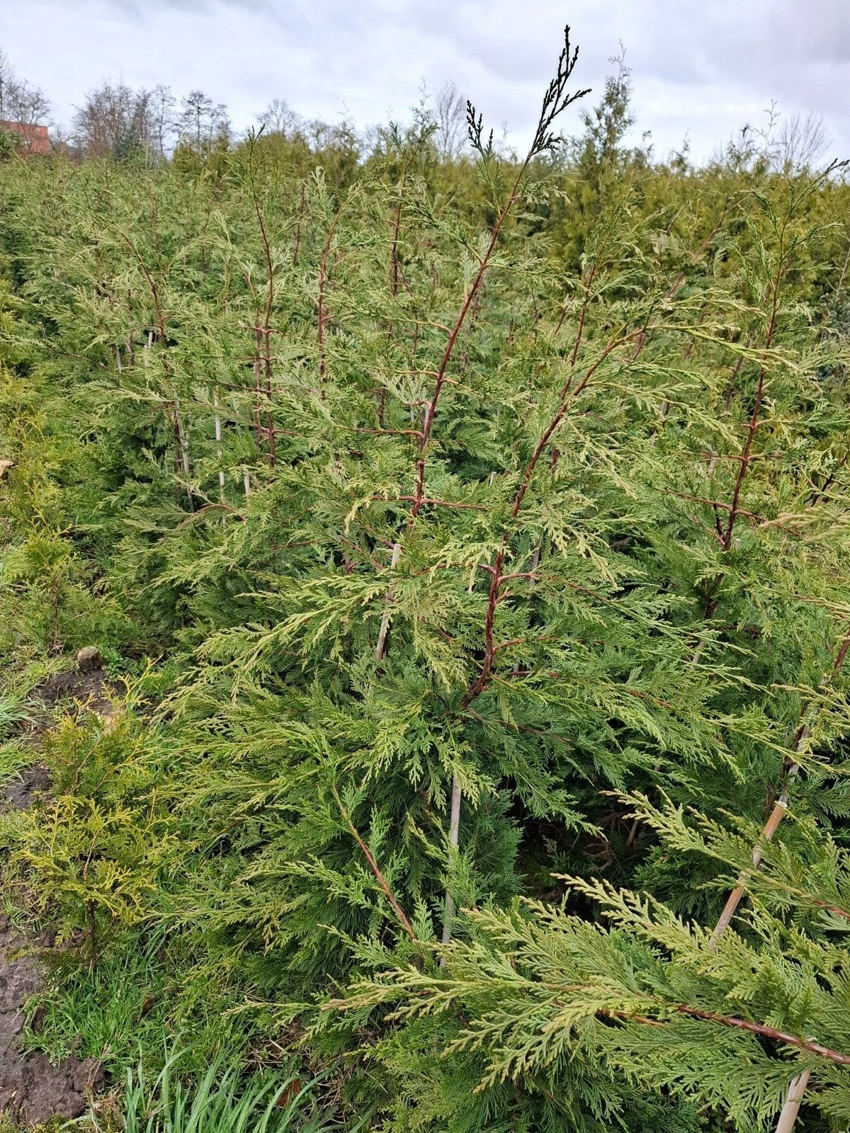 coniferen vanaf 5 euro, Tuin en Terras, Ophalen, Conifeer, 100 tot 250 cm