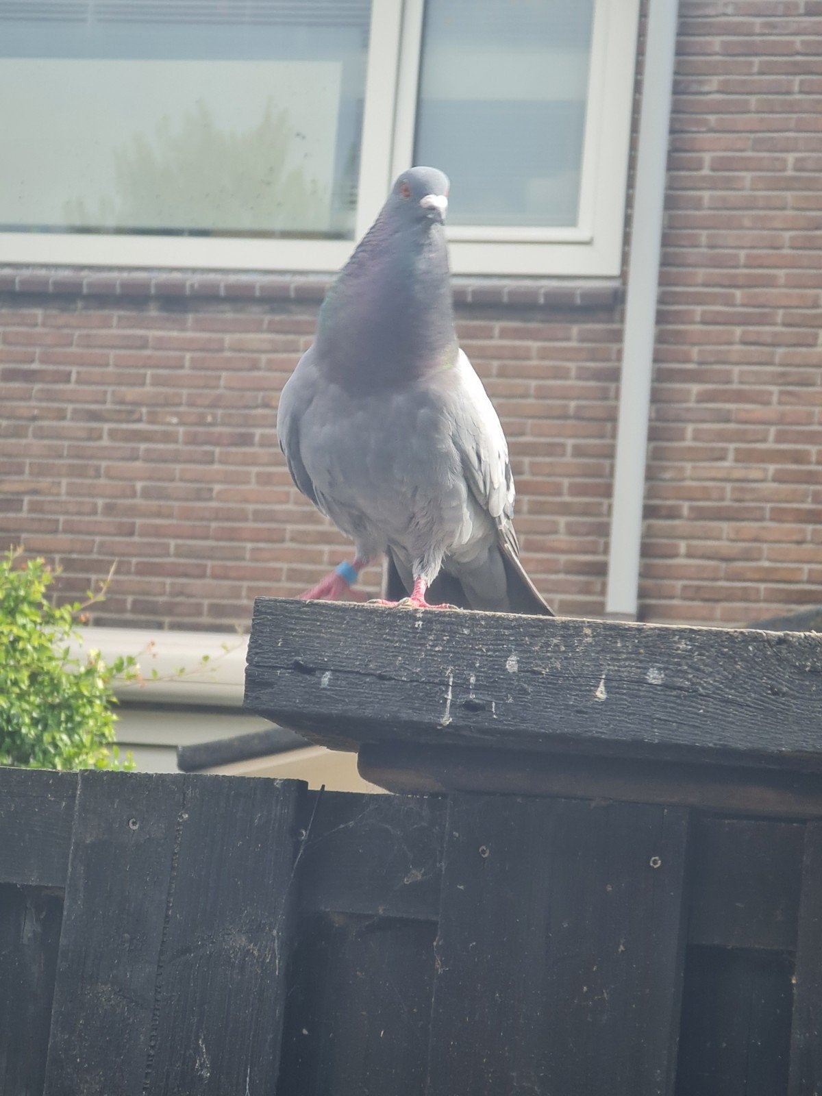 doffer, Dieren en Toebehoren, Vogels | Duiven
