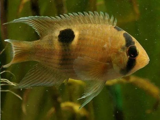 DIVERSE CICHLIDEN 5 EURO, Vis