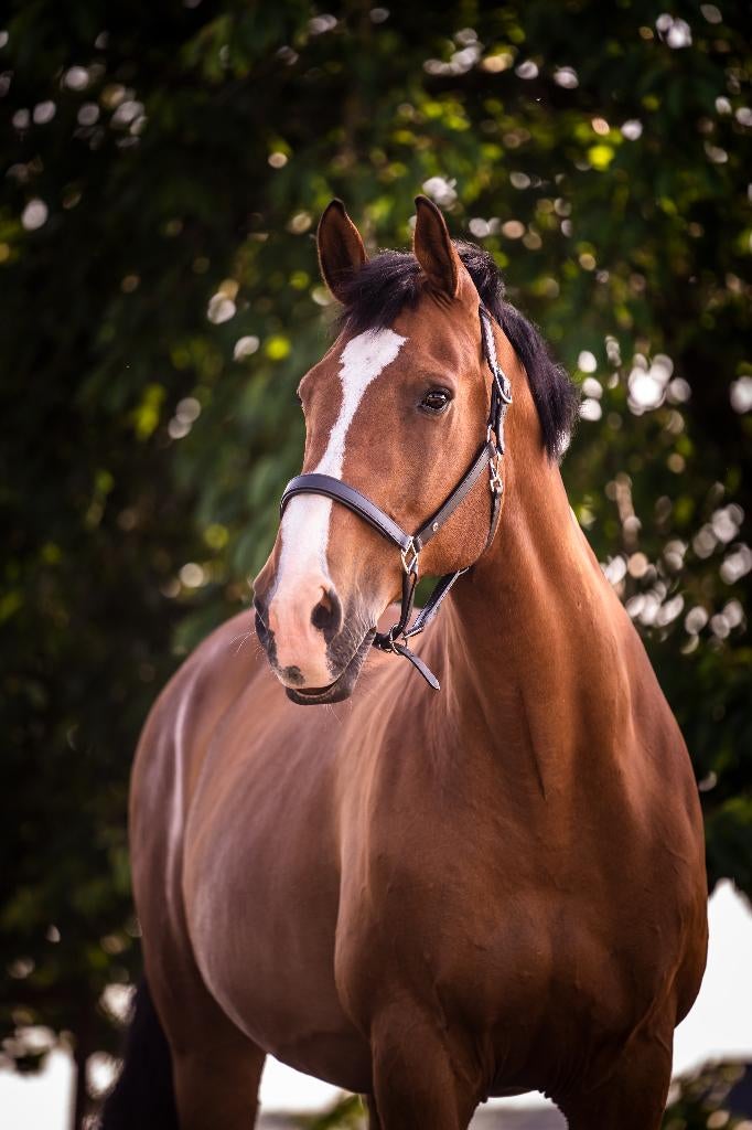 pensionstal gezocht, Dieren en Toebehoren, Stalling en Weidegang, Weidegang, 1 paard of pony