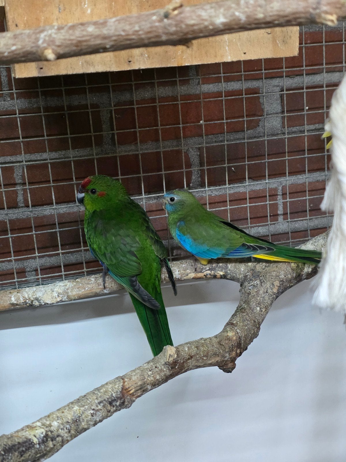 jonge turquoisine man 2026, Dieren en Toebehoren, Mannelijk, Parkiet