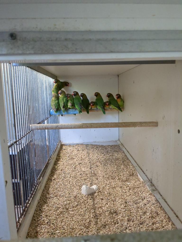 Agapornis nigrigenis wildkleur, Meerdere dieren, Dwergpapegaai of Agapornis, Geringd