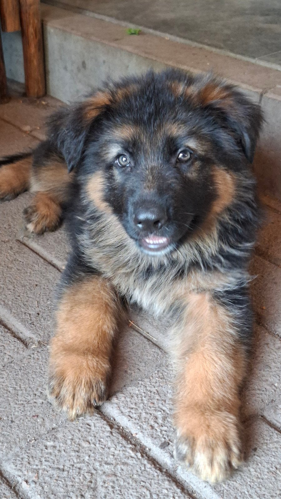 Duitse Herder pups te koop – zwart en zwart/bruin, 8 tot 15 weken, Meerdere, Meerdere dieren, Herder