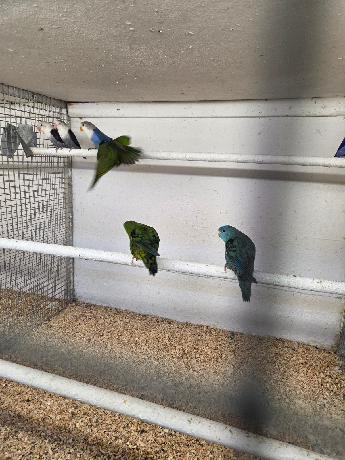 Catharina parkieten, Dieren en Toebehoren, Vogels | Parkieten en Papegaaien, Meerdere dieren, Parkiet