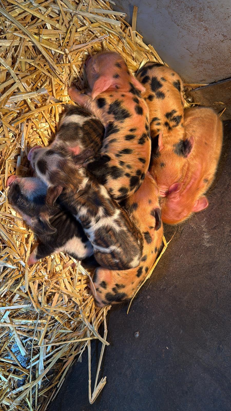 Kune kune stamboek biggen, Dieren en Toebehoren, Schapen, Geiten en Varkens, Meerdere dieren, Varken, 0 tot 2 jaar