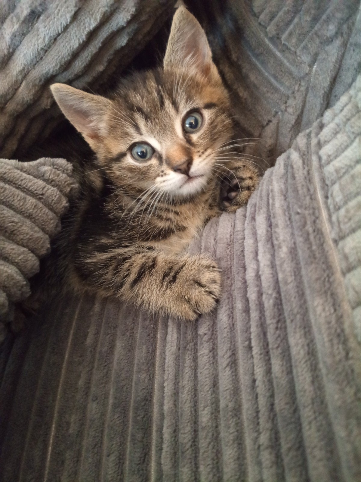 Kittens