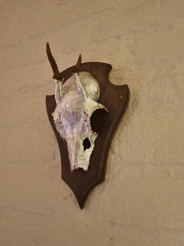 Hertenkop shiny+gewei op schild - Vintage jachtdecoratie, Ophalen of Verzenden