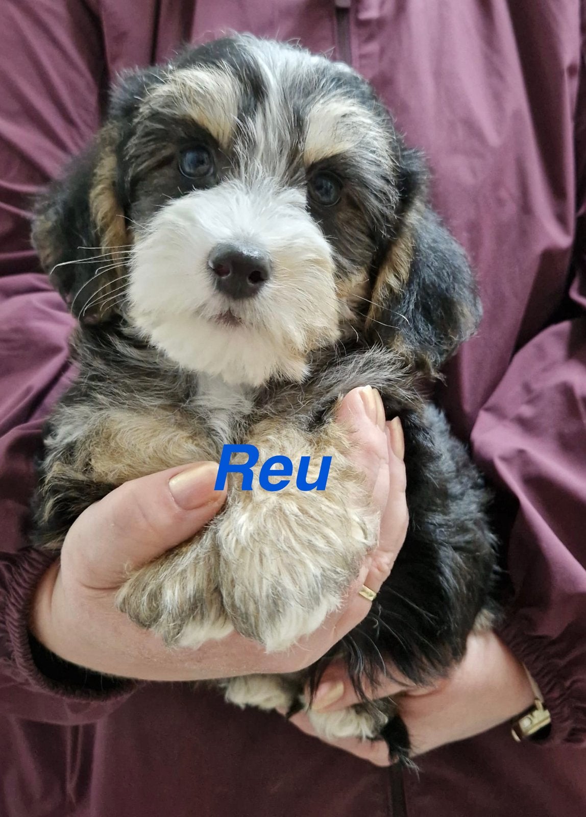 Leuke boomer pups !, Dieren en Toebehoren, Parvo, Nederland, 8 tot 15 weken, Meerdere