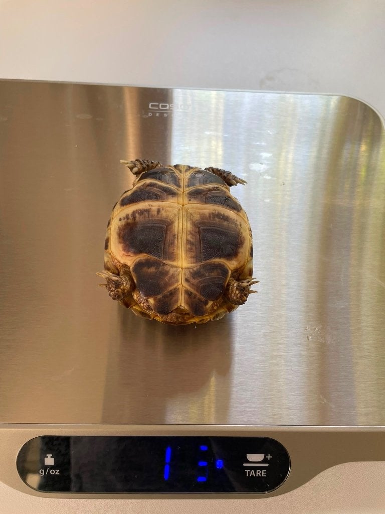 Vierteenlandschildpadden nakweek 2023 (4 vrouw, 1 man) Tortoise photo 2