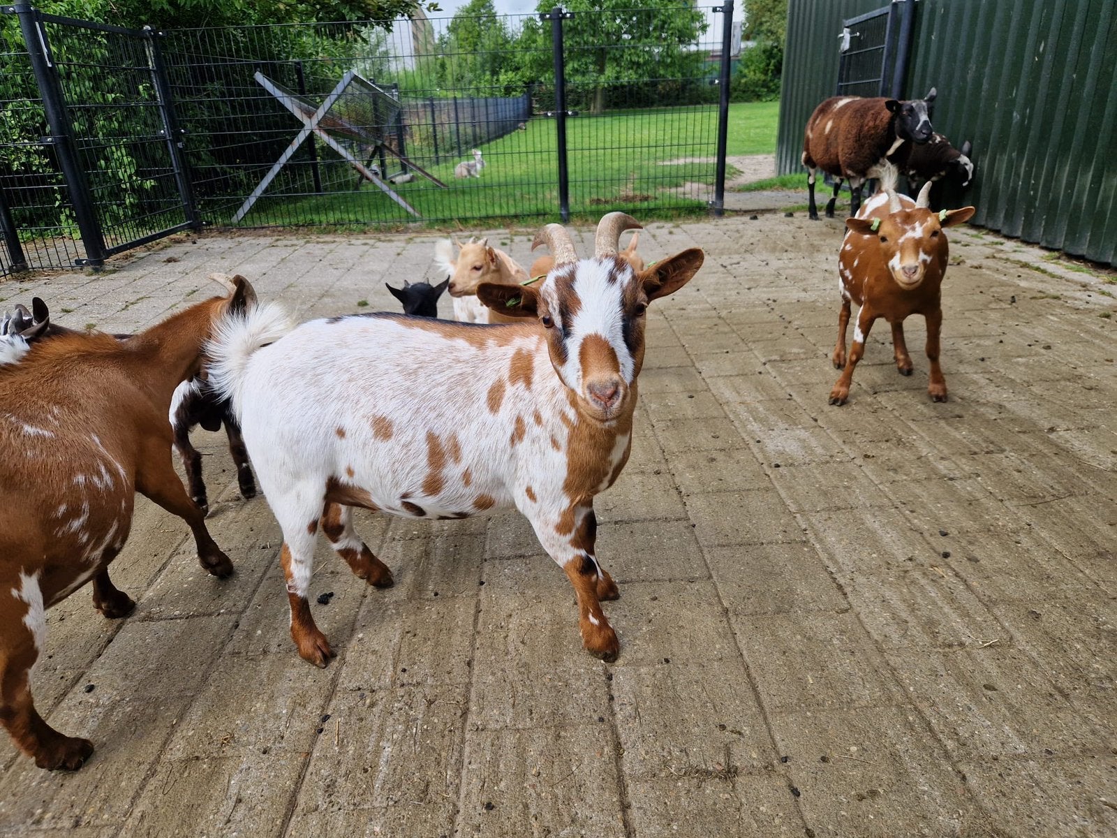 Mooie dwerggeit, Dieren en Toebehoren, Vrouwelijk, Geit, 0 tot 2 jaar