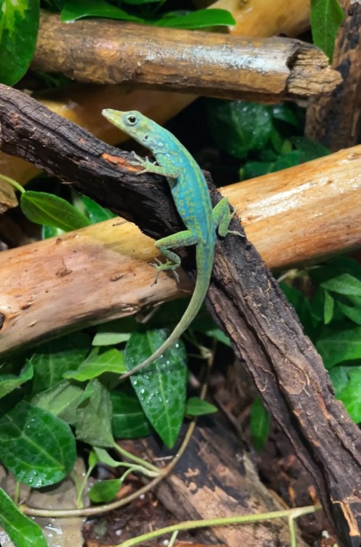 Anolis koppel, Dieren en Toebehoren, Reptielen en Amfibieën, Hagedis, 0 tot 2 jaar