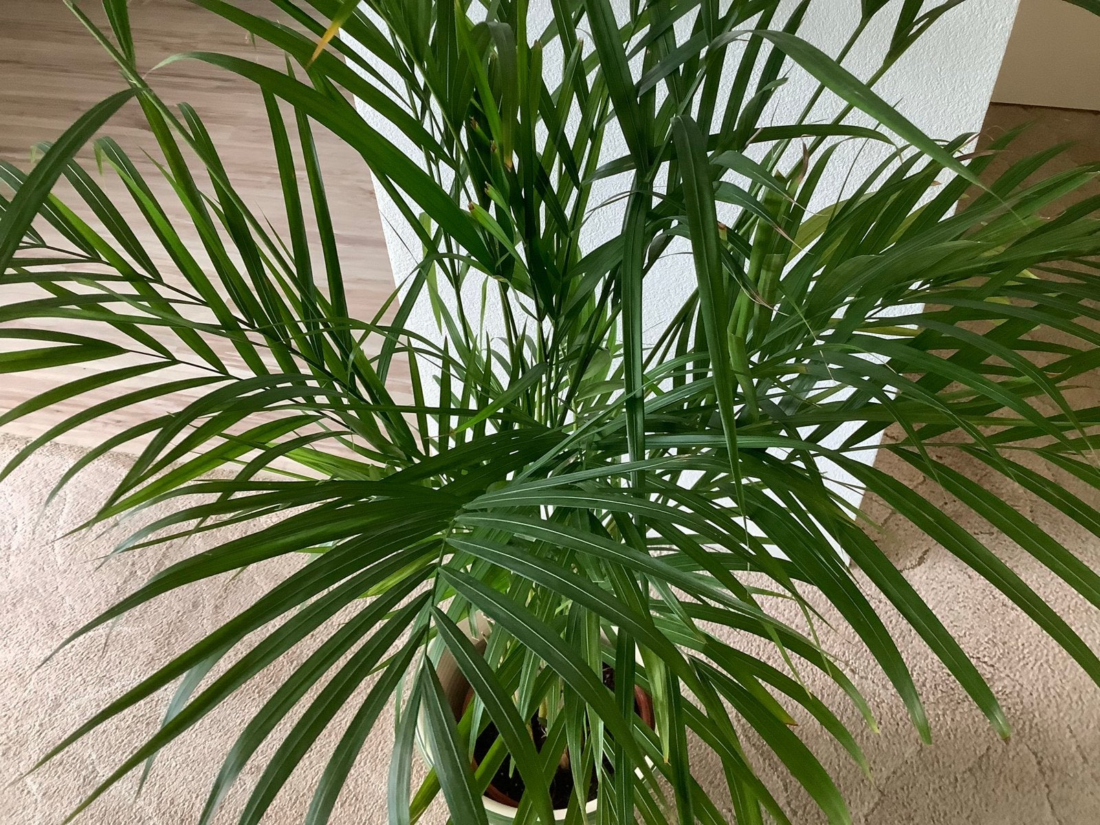Goudpalm kamerplant in pot.met sierpot, Huis en Inrichting, Ophalen, 100 tot 150 cm, Palm, Halfschaduw