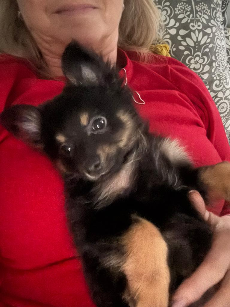 Dwerg Pinsher x dwerg Kees (de laatste), Overige rassen, 8 tot 15 weken, Teef, Parvo