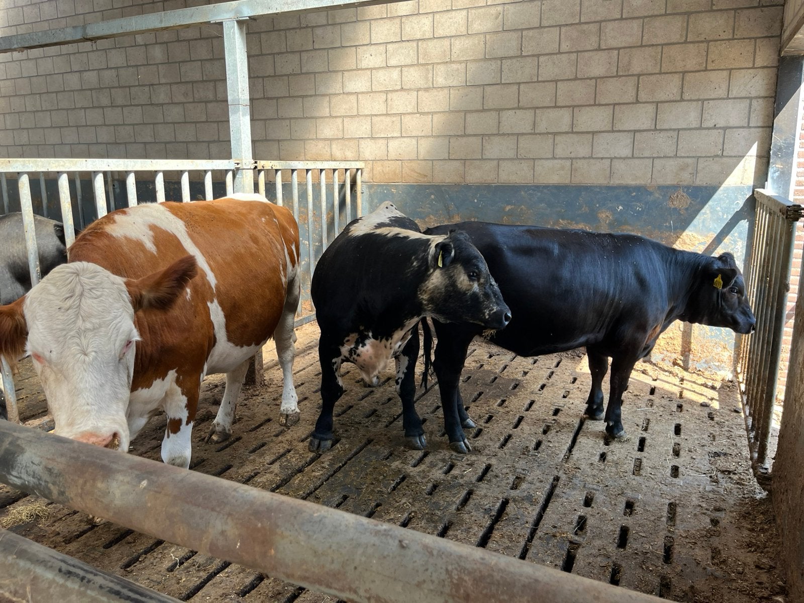 Angus vaars, Dieren en Toebehoren, Meerdere dieren