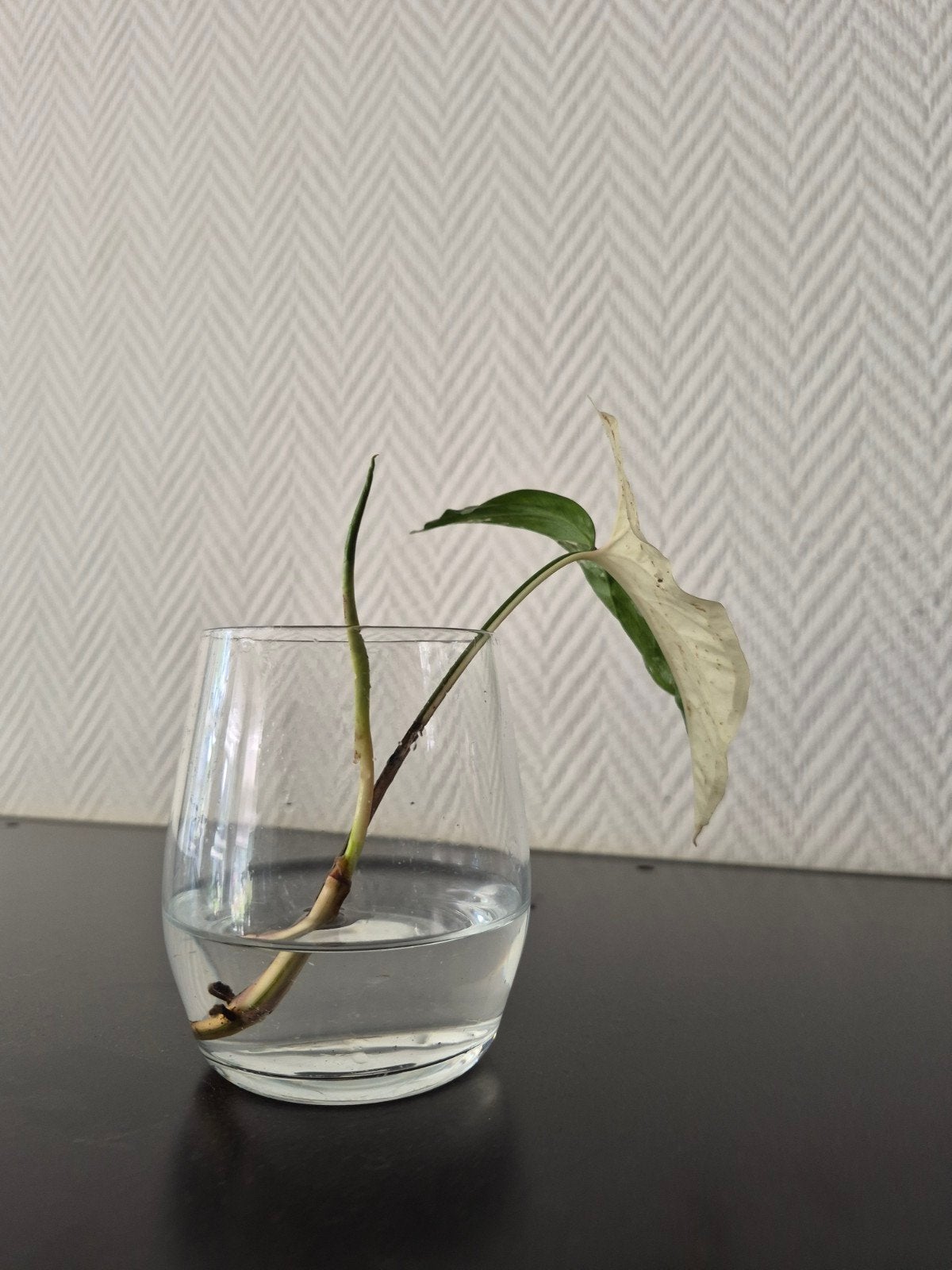 Syngonium Albo Variegata stekje - Zeldzame kamerplant, Ophalen of Verzenden