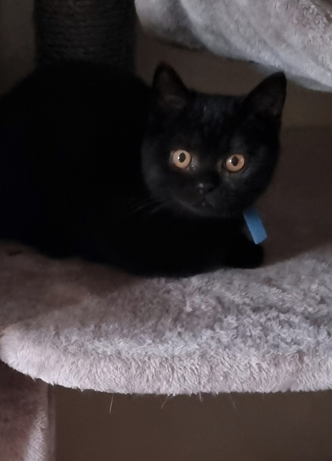 Britse Korthaar kitten met stamboom, Kater, Met stamboom