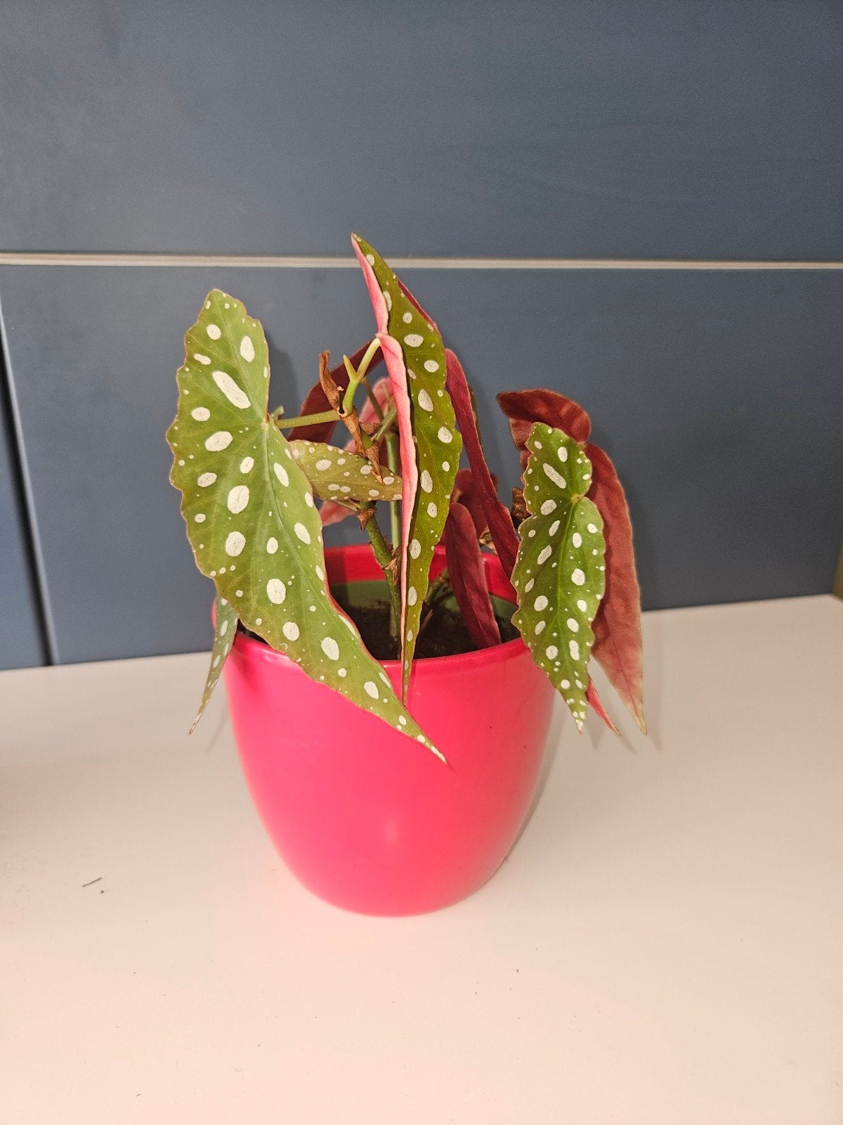 Begonia Maculata stippenplant met pot, Ophalen, Overige soorten, Halfschaduw, In pot