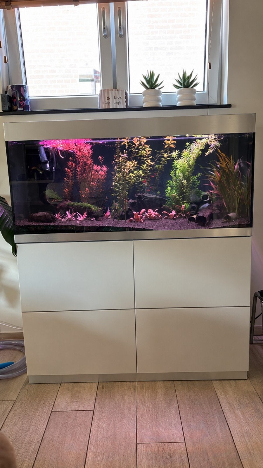 oase highline 300 limited editie, Ophalen