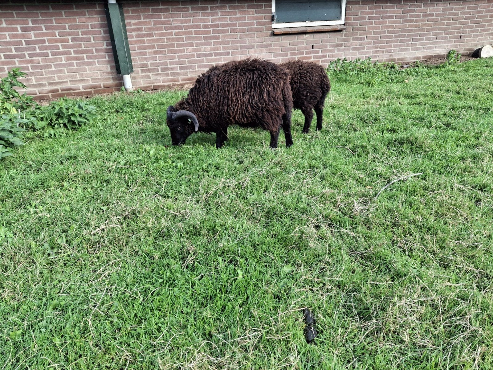 Mooie jonge Quessant rammen, Mannelijk, Schaap, 0 tot 2 jaar