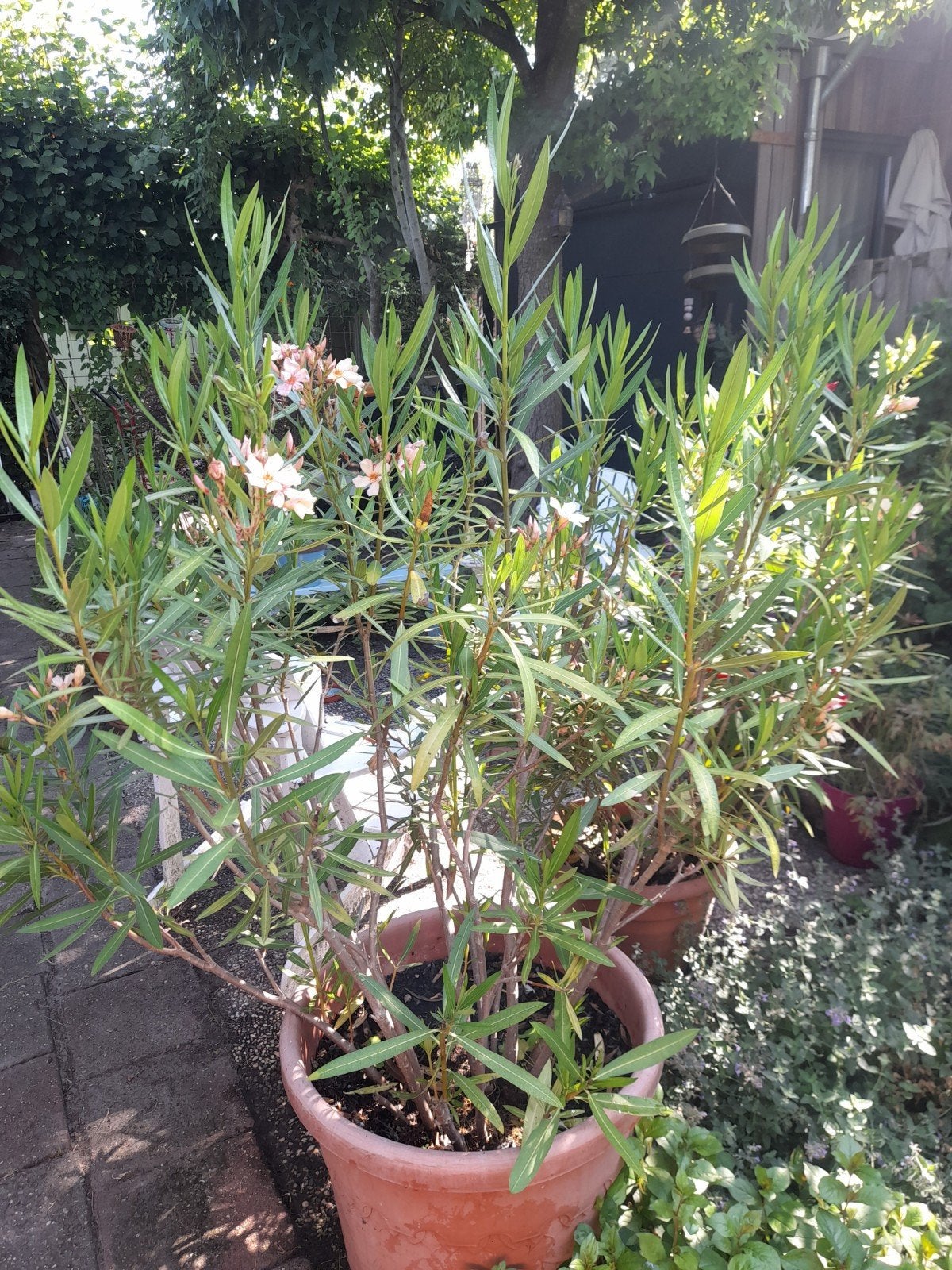 Zalmroze Oleander, Ophalen, Overige soorten, Volle zon