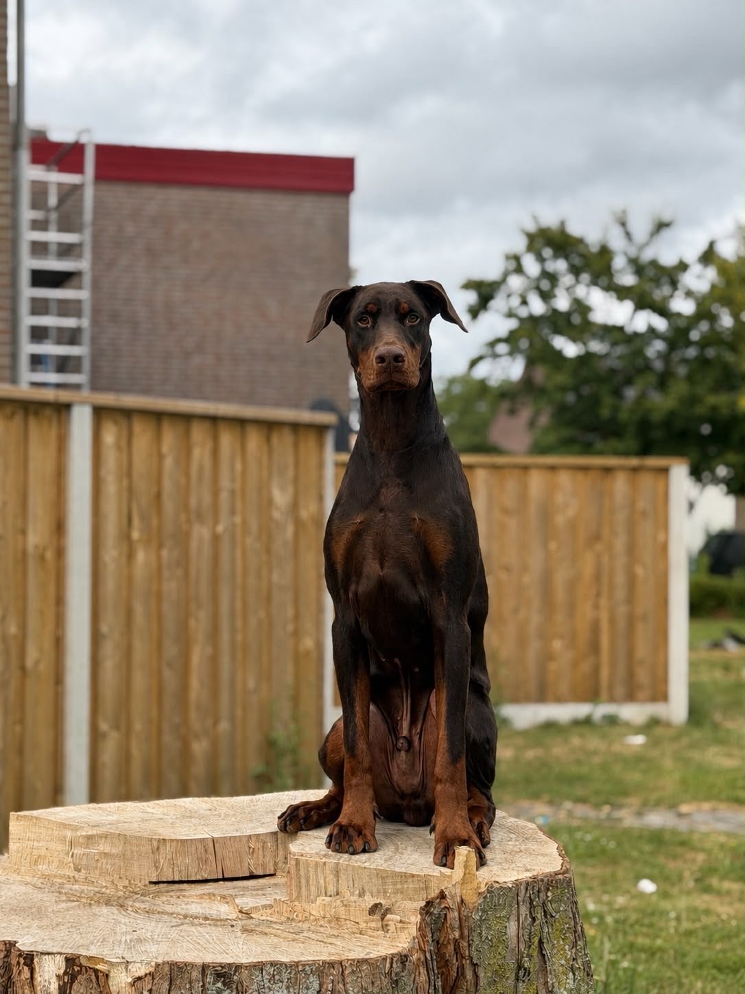Dobermann reu 15 maand, België, Particulier, 1 tot 2 jaar, Parvo