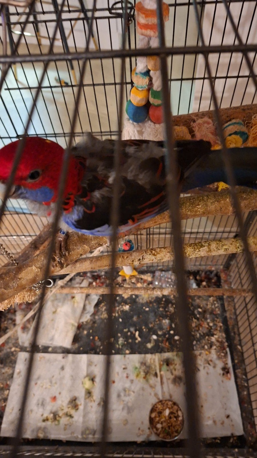 ivm Rossella papegaai te koop, Dieren en Toebehoren, Geslacht onbekend, Papegaai