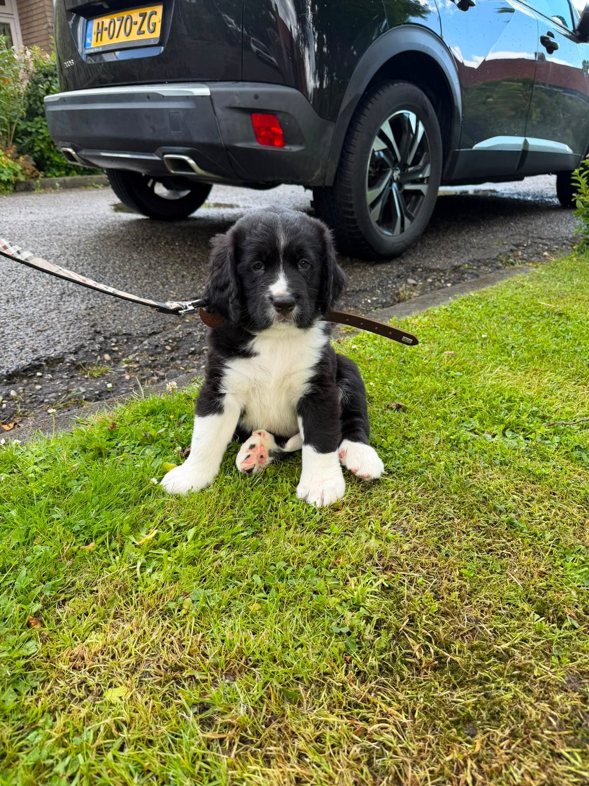 Berner sennen kruizing pups nog 2 reutjes beschikbaar, Dieren en Toebehoren, Standaard, Langhaar, Meerdere, Meerdere dieren