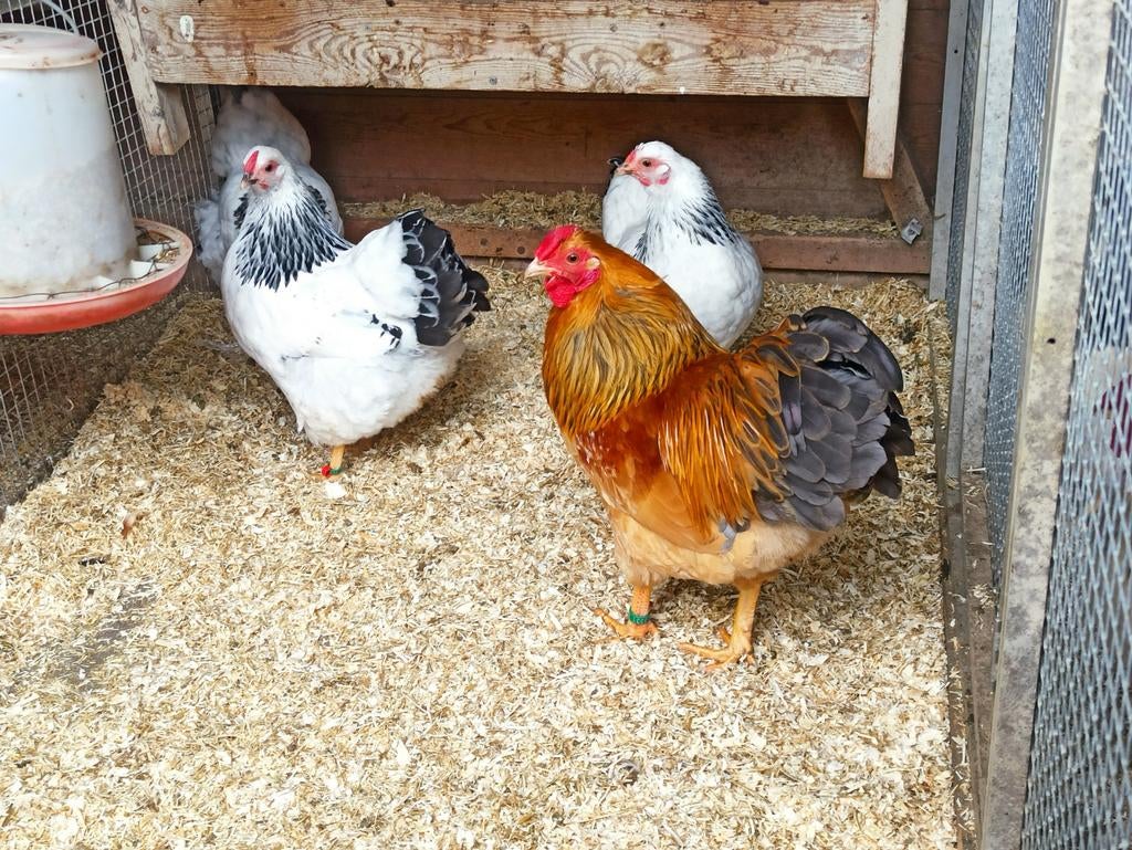 Wyandotte kriel broed eieren, Dieren en Toebehoren, Meerdere dieren, Kip