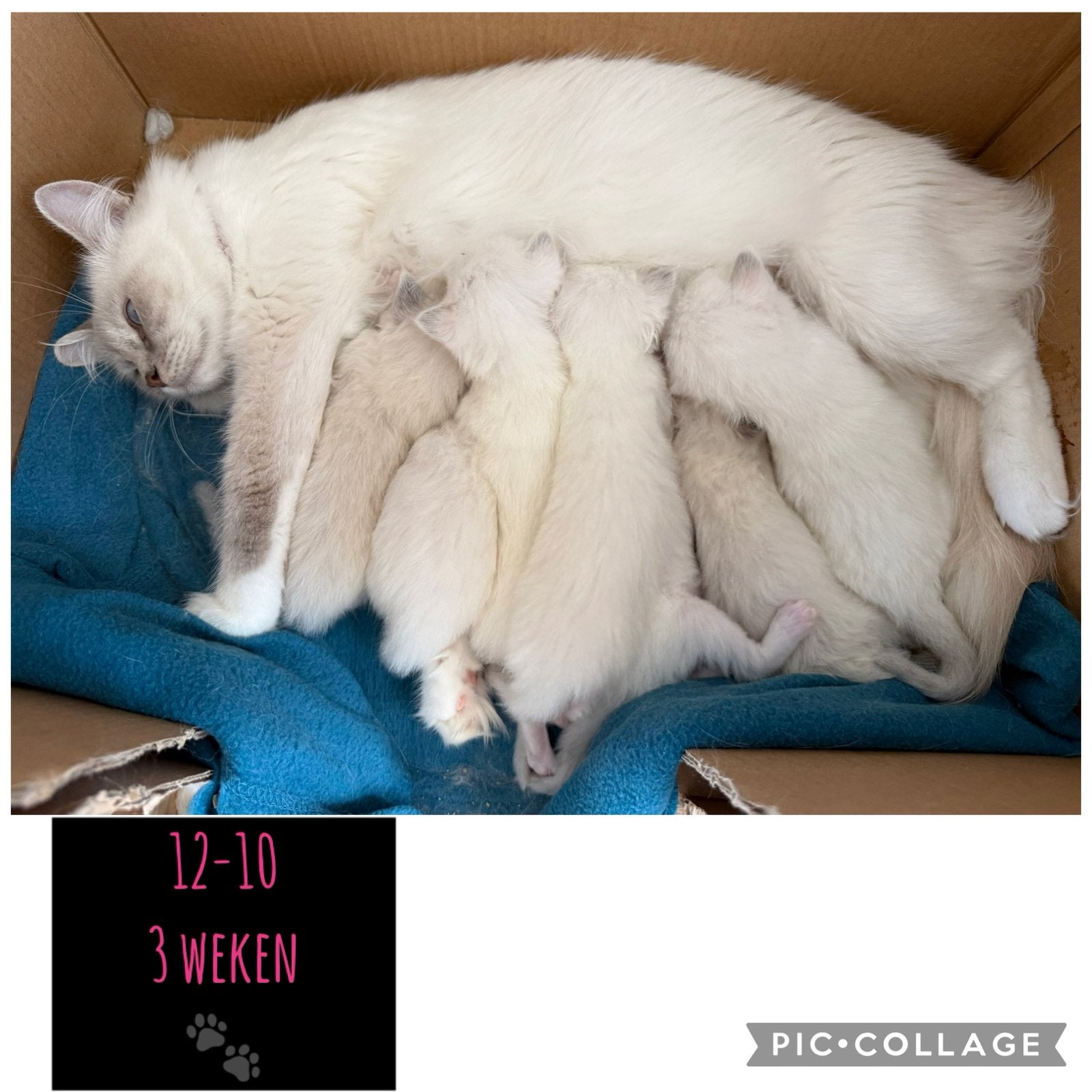 Ragdoll kittens! Beschikbaar half december 🎄🥰, Meerdere dieren