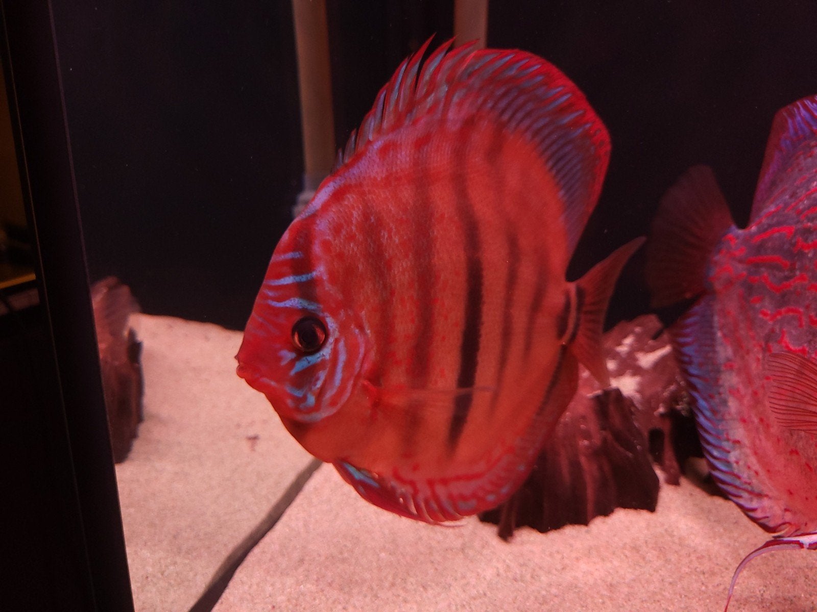 discusvis, Dieren en Toebehoren, Vis, Zoetwatervis
