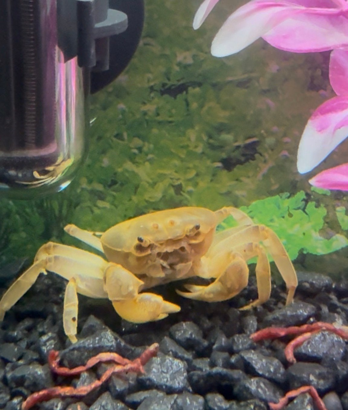 Little crab, Slang, 0 tot 2 jaar