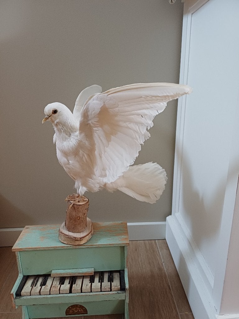 Prachtige zeer mooie witte opgezette duif taxidermie, Verzamelen, Ophalen of Verzenden, Zo goed als nieuw, Vogel, Opgezet dier