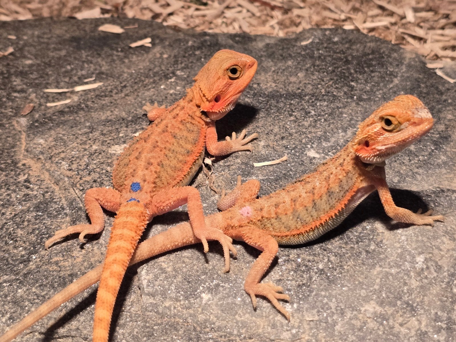 Pogona Vitticeps RM double het x Red hypo het trans citrus Bearded Dragon - unknown for sale from Hoeb.dutch.reptiles