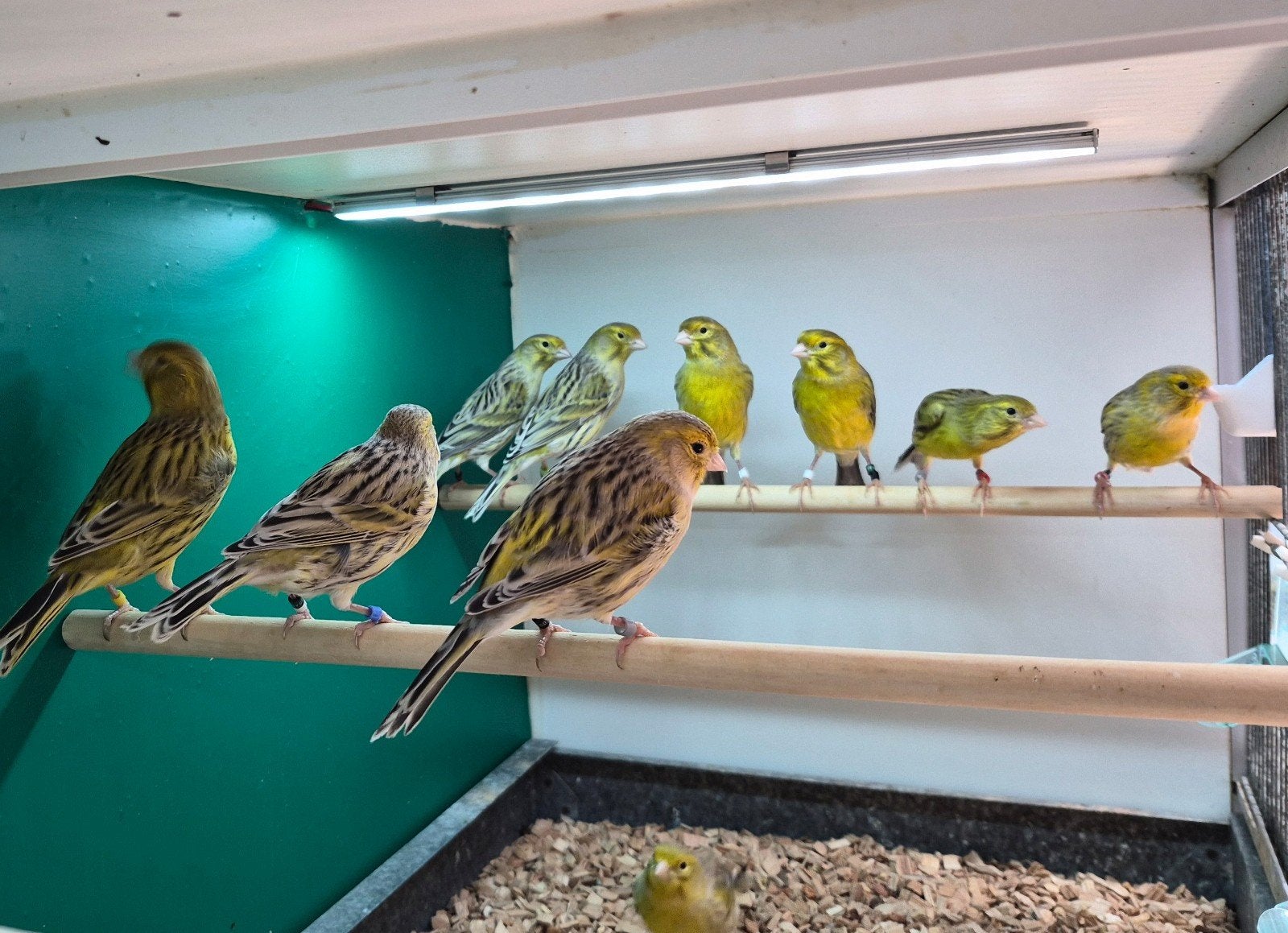 Agaat & Isabel geel kanaries, Dieren en Toebehoren, Meerdere dieren, Kleurkanarie