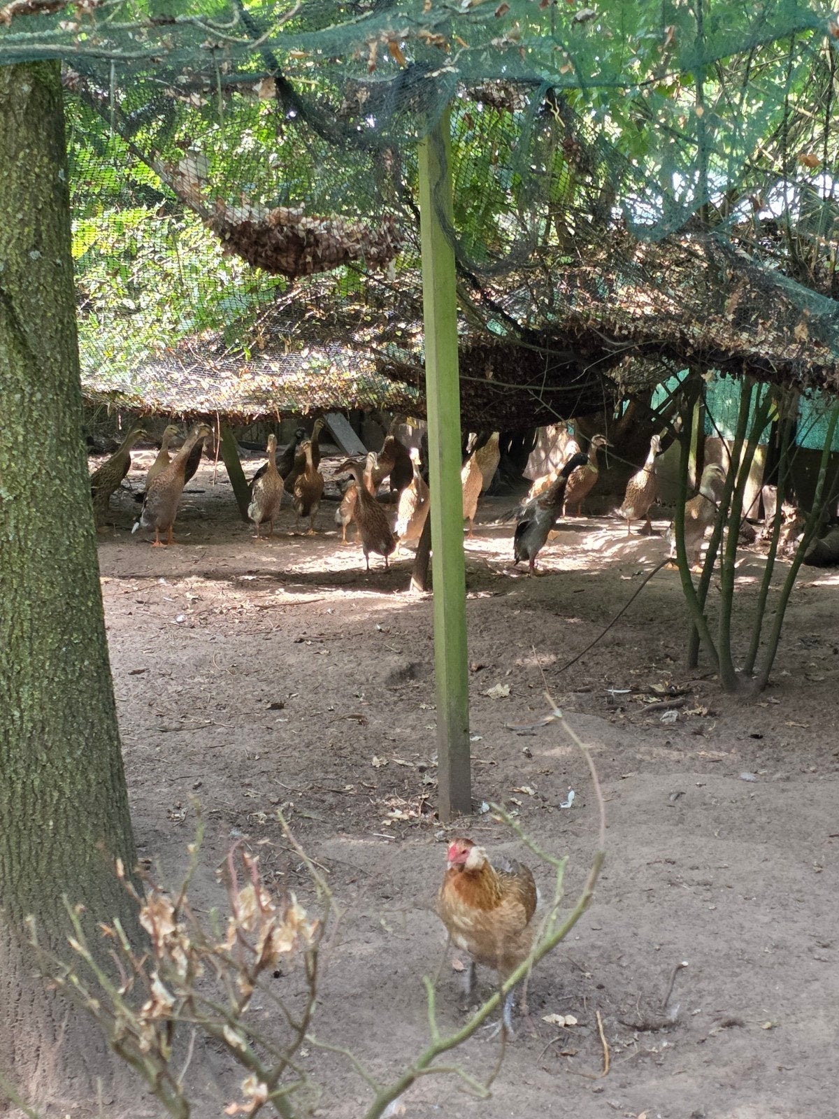 Indische loopeenden, Meerdere dieren, Eend