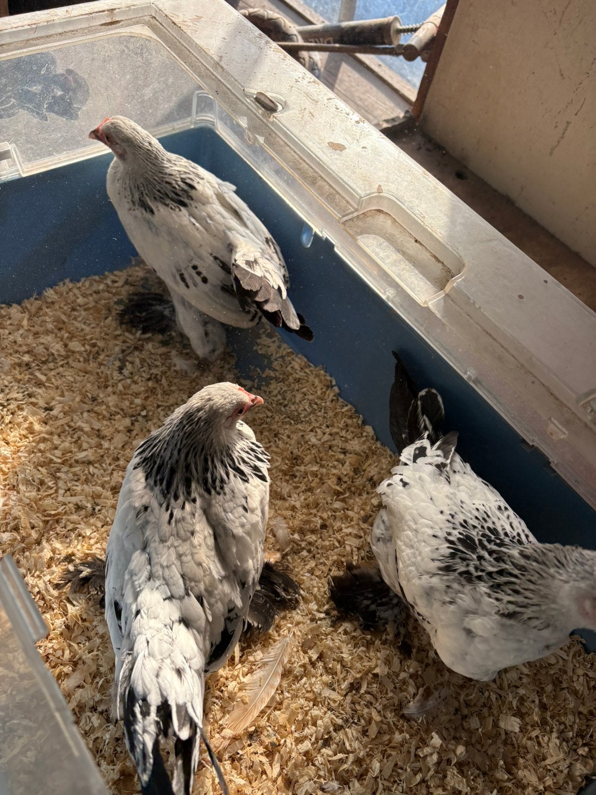 Sabelpoot kriel, Dieren en Toebehoren, Vrouwelijk, Kip