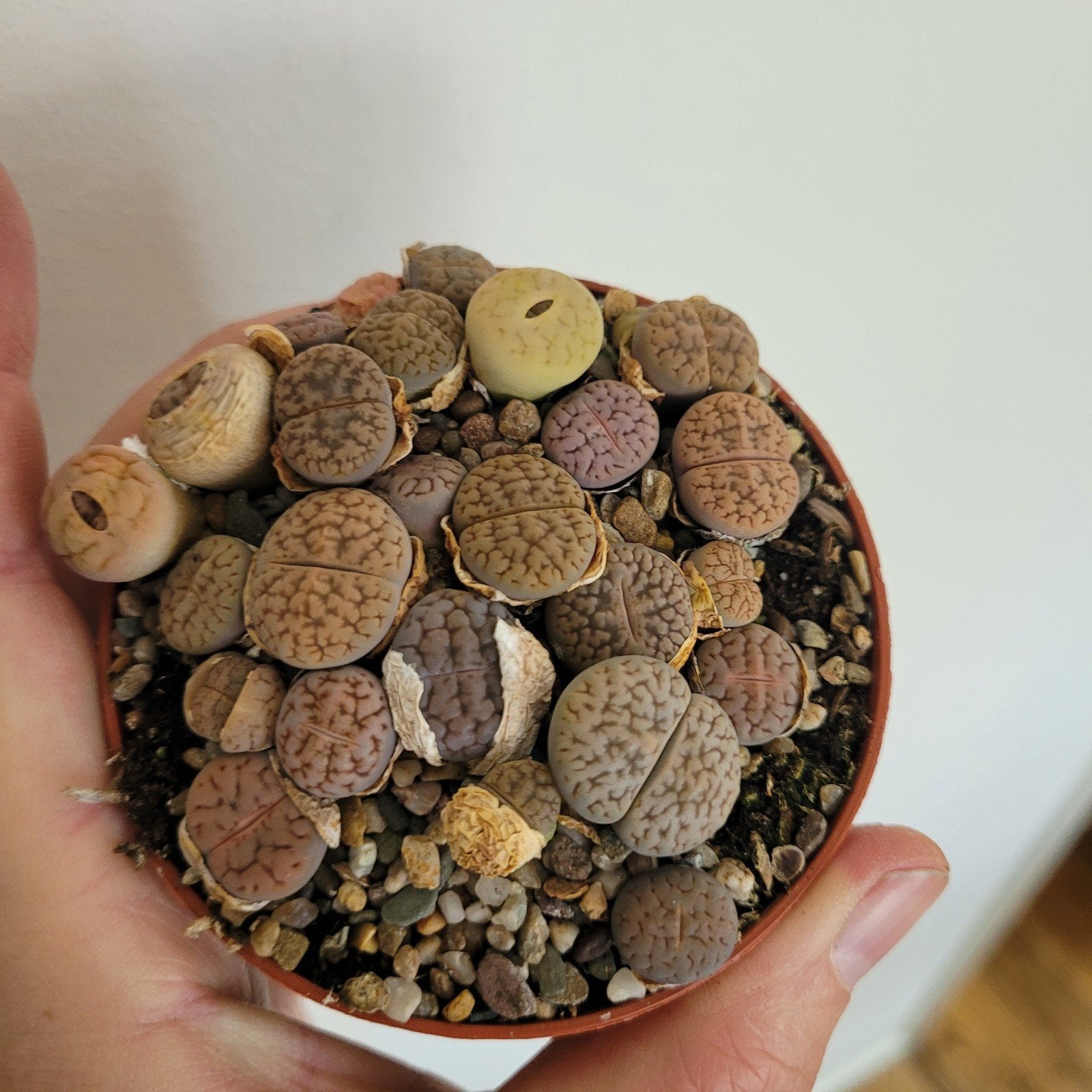 Levende steentjes, Huis en Inrichting, Kamerplanten, Ophalen of Verzenden, Halfschaduw, Minder dan 100 cm