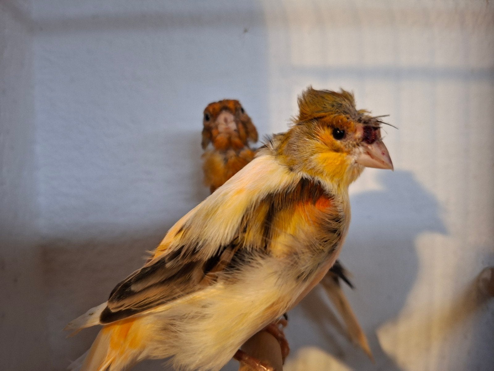 harlekijn, Mannelijk, Kleurkanarie
