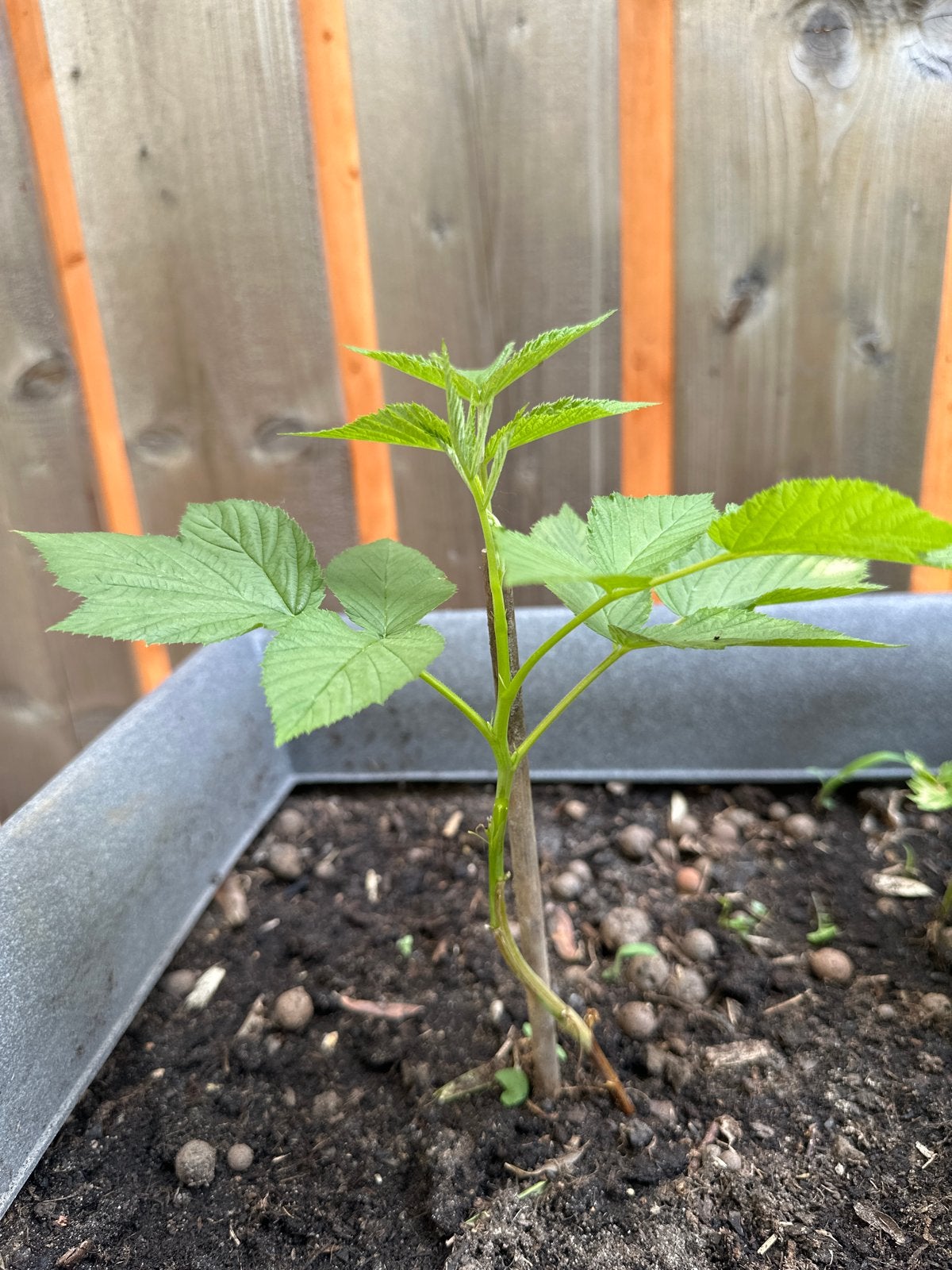Frambozen stekken zonder doorn voor de moestuin, Tuin en Terras, Planten | Tuinplanten, Volle zon, Vaste plant, Ophalen of Verzenden