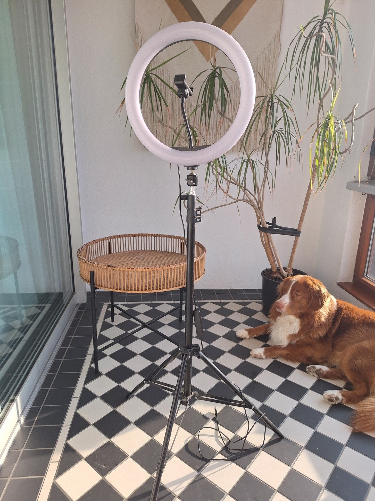 Ringlight met statief en telefoonhouder, Audio, Tv en Foto, Ophalen of Verzenden, Zo goed als nieuw, Dimbaar, Studiolamp